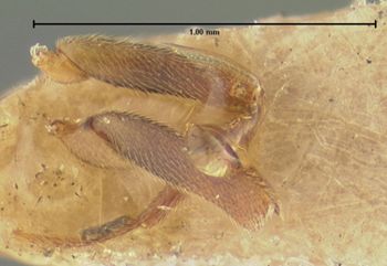 Media type: image;   Entomology 9025 Aspect: body parts